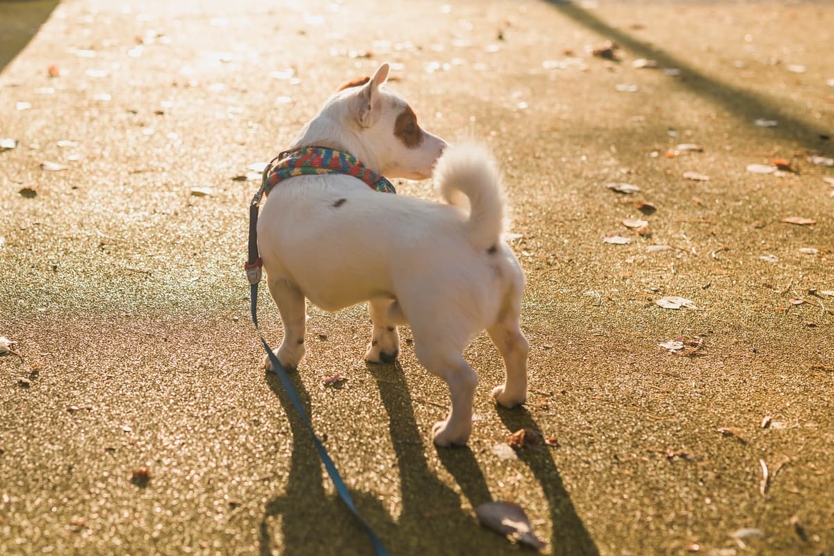Why Does My Dog Walk Around in Circles? Pet Pavilion Veterinary